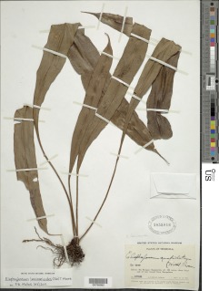 Elaphoglossum laminarioides image