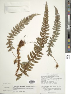 Polystichum acanthophyllum image