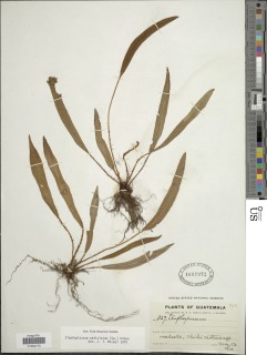 Image of Elaphoglossum petiolatum