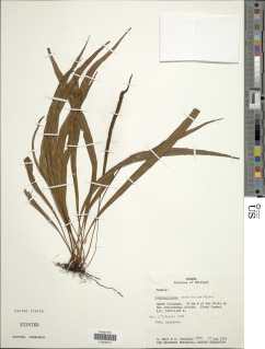 Elaphoglossum caricifolium image