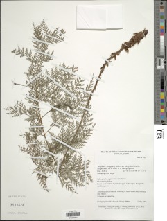 Polystichum alcicorne image