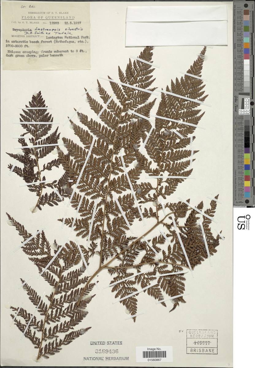 Lastreopsis silvestris image