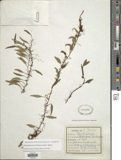 Elaphoglossum feei image
