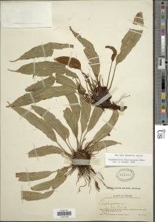 Image of Elaphoglossum fournierianum