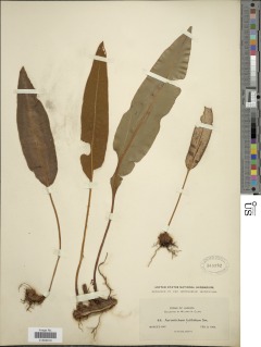 Elaphoglossum latifolium image