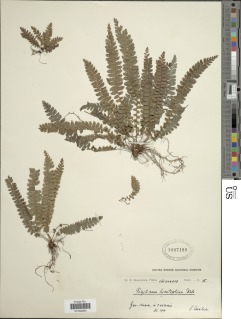 Polystichum hecatopterum image