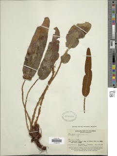 Elaphoglossum engelii image