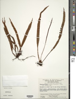 Elaphoglossum meridense image