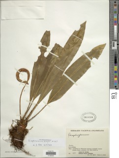 Elaphoglossum eriopus image