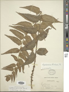 Cyrtomium yamamotoi image