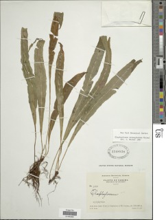 Elaphoglossum stenoglossum image