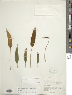 Elaphoglossum costaricense image