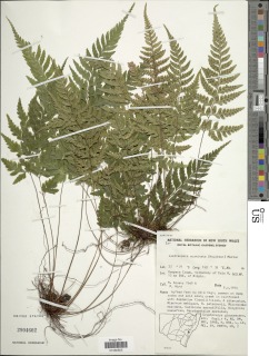 Parapolystichum acuminatum image