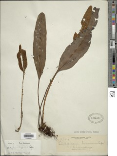 Elaphoglossum luzonicum image