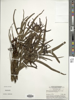 Microsorum pentaphyllum image