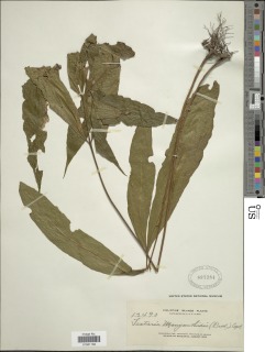 Tectaria menyanthidis image