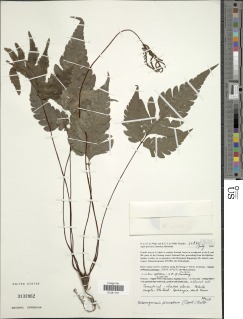 Image of Tectaria pinnata