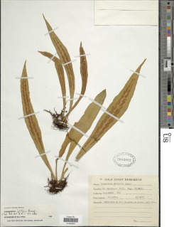 Loxogramme latifolia image