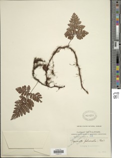 Davallia falcinella image