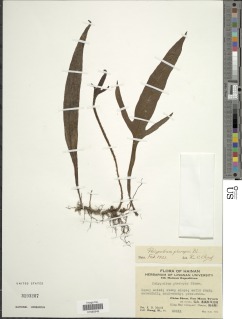 Leptochilus pteropus subsp. pteropus image