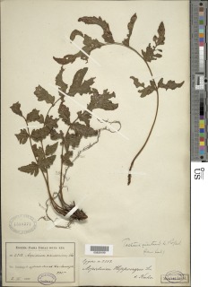 Tectaria cicutaria image