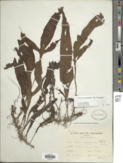 Leptochilus pteropus image