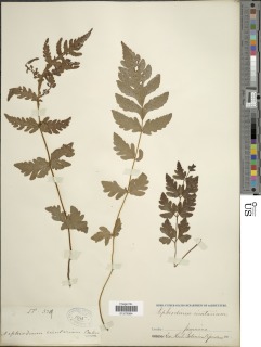 Tectaria coriandrifolia image