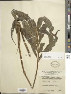 Phymatosorus cuspidatus image