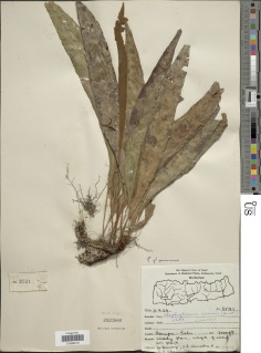 Elaphoglossum stelligerum image