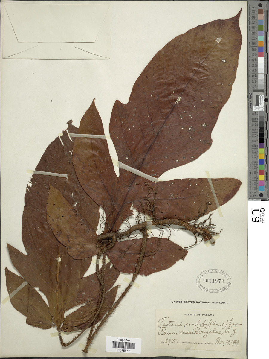Tectaria nicotianifolia image