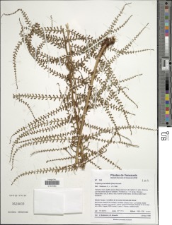 Polybotrya serratifolia image