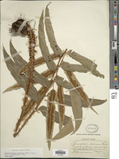 Phanerophlebia macrosora image