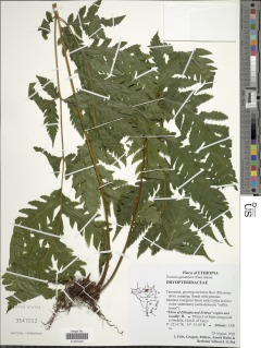 Tectaria gemmifera image
