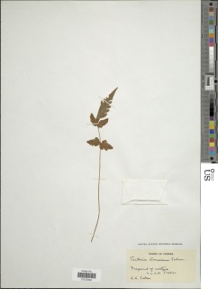 Tectaria amesiana image