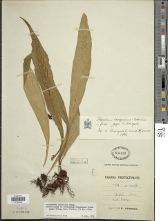 Loxogramme latifolia image