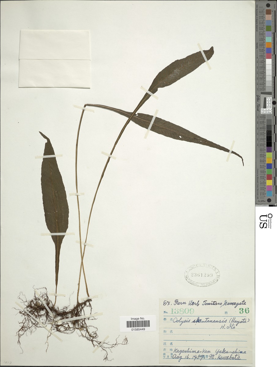 Leptochilus shintenensis image