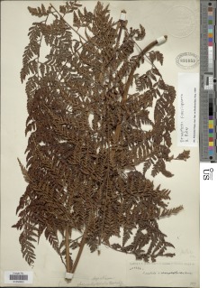 Dryopteris flaccisquama image