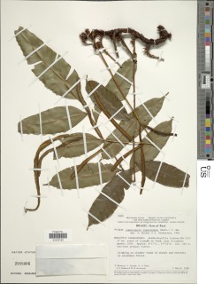 Lomariopsis japurensis image