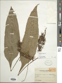Image of Lepisorus ensatus