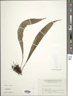 Neocheiropteris fortunei image