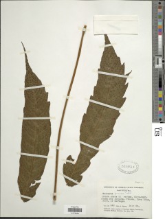 Tectaria transiens image