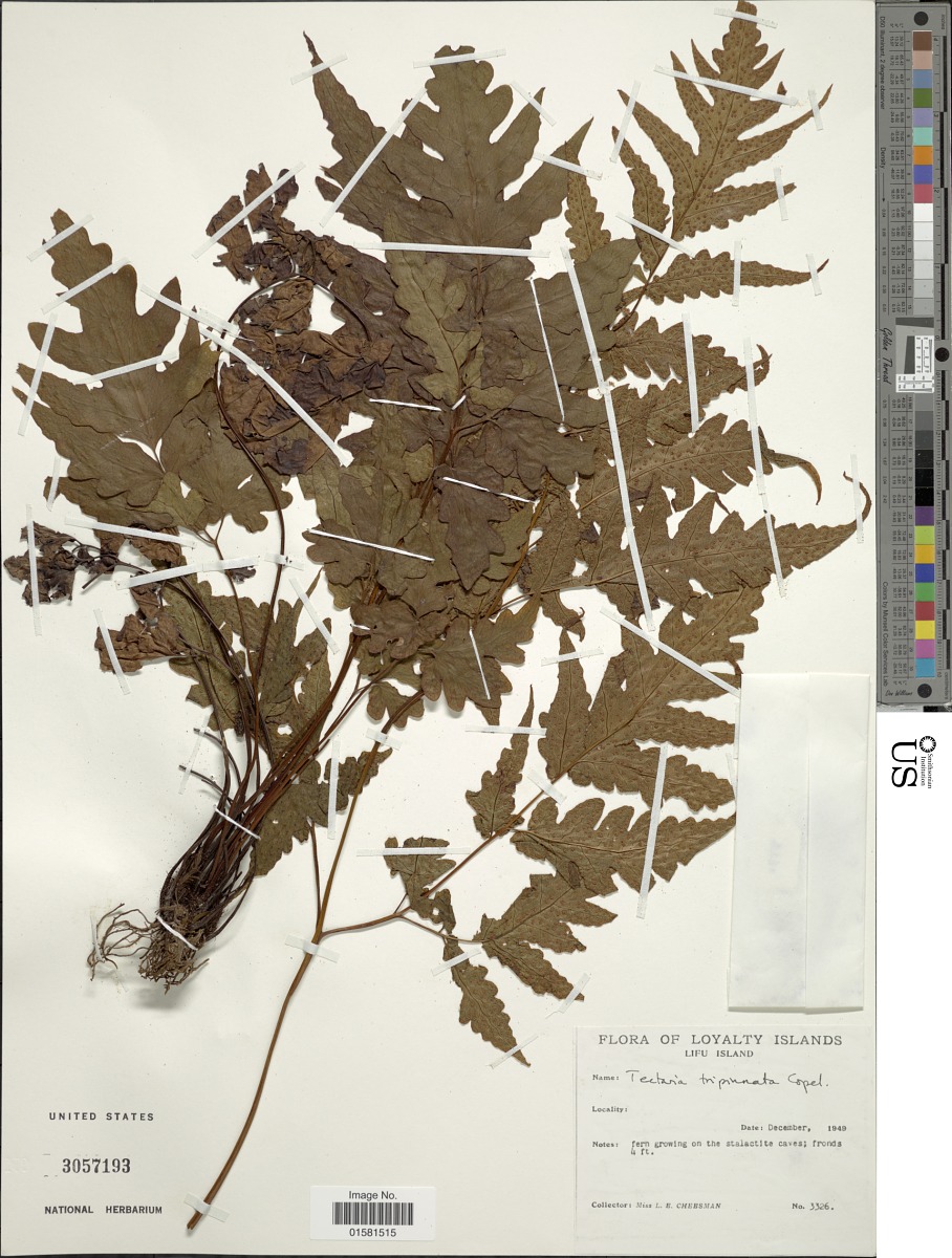 Tectaria lifuensis image