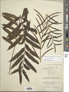 Lomariopsis underwoodii image