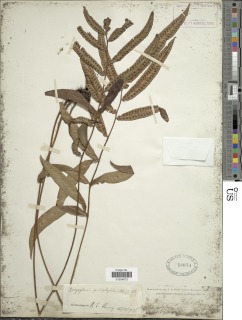 Dryopteris podophylla image