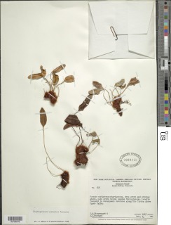Elaphoglossum wurdackii image