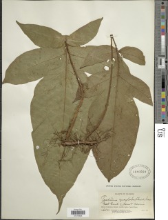 Tectaria nicotianifolia image