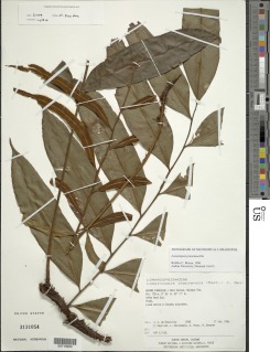 Lomariopsis prieuriana image