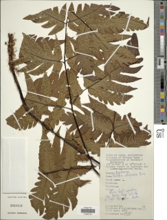 Tectaria athyriosora image