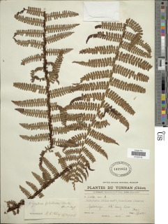 Megalastrum fibrillosum image