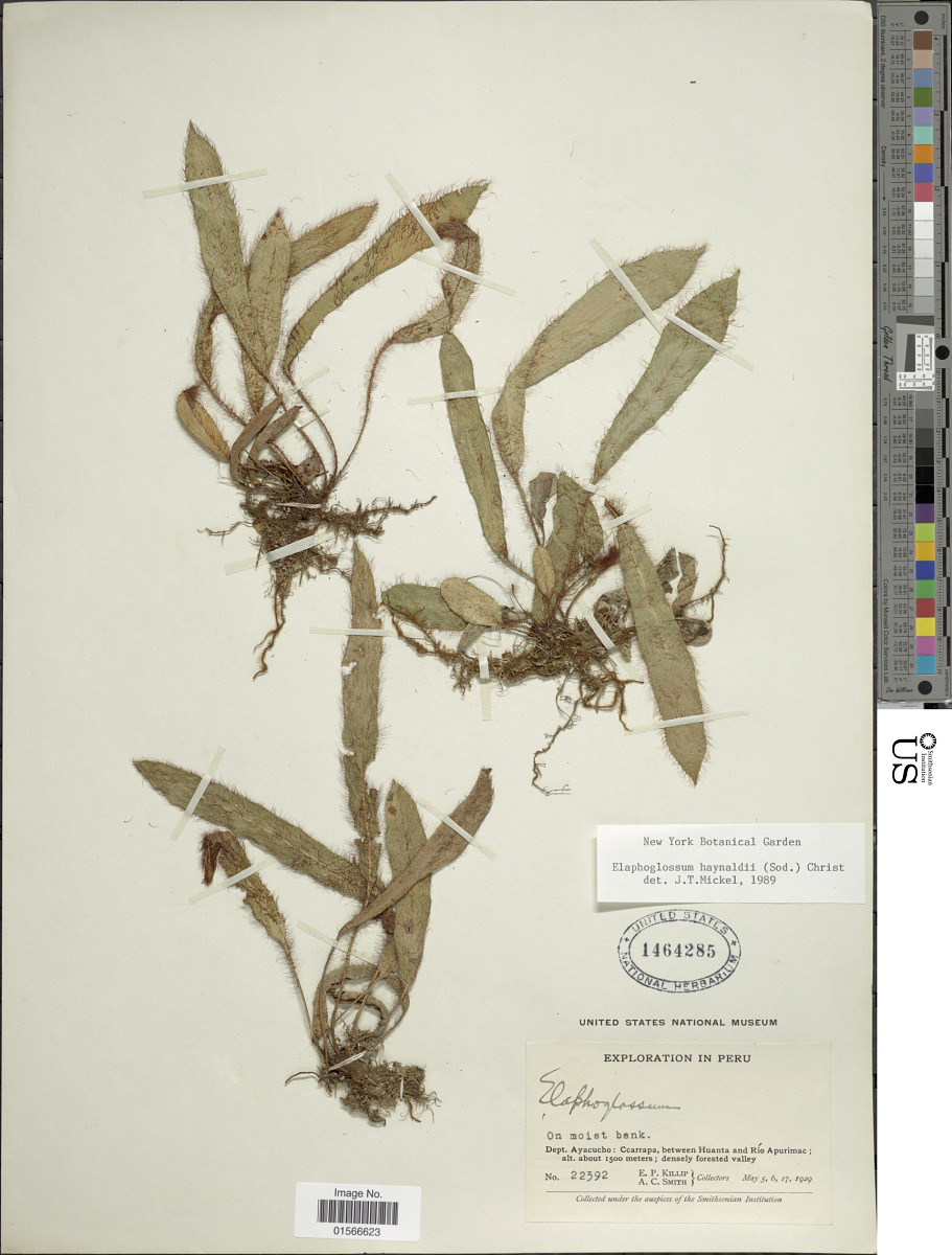 Elaphoglossum haynaldii image